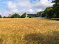 Kornfeld und Bauernhof mit Zufahrtsallee